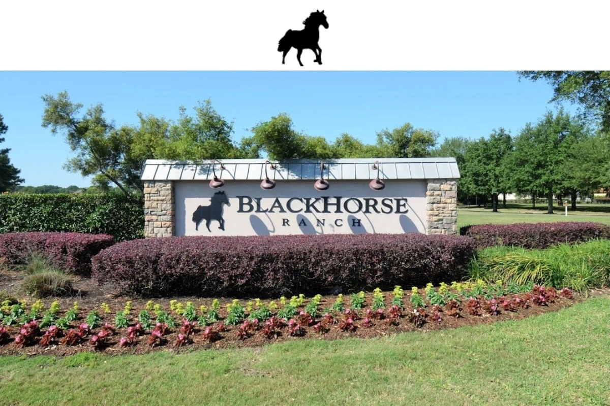 Black horse